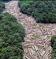 Desmatamento da floresta amazônica