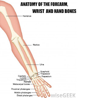 tulang di lengan atas dan bawah tangan manusia