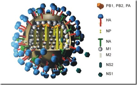 Flu_Virus