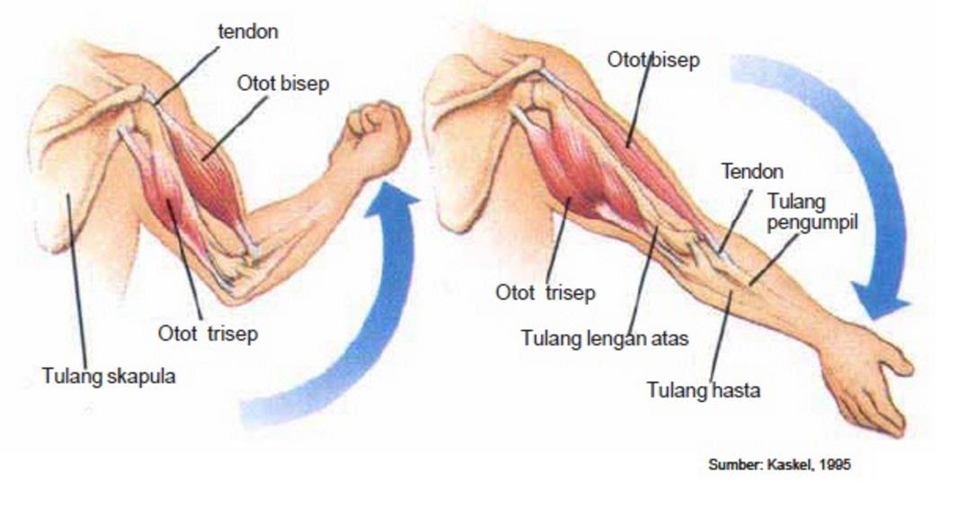 Hasil gambar untuk otot bisep dan trisep pandani