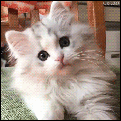 Cute Kitten GIF • Cute kitty  very interested in human moves [ok-cats.com]