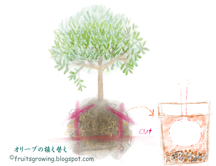 オリーブの木の育て方マニュアル おいしい鉢植え果樹の栽培育て方 自宅を果樹園に