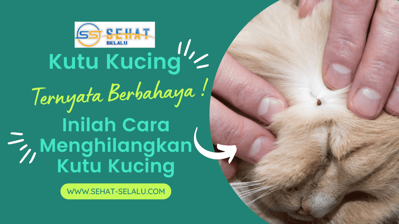 Kutu Kucing Ternyata Berbahaya! Inilah Cara Menghilangkan Kutu Kucing - Sehat Selalu