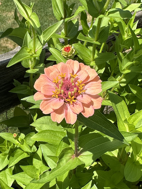coral zinnia growing in garden