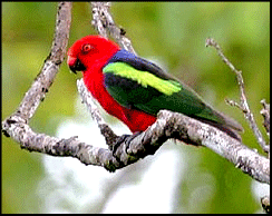 Papagayo papú: Alisterus chloropterus