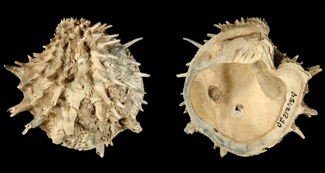 data report of fossil as well as extant bivalves as well as gastropods inwards the Atlantic Ocean suggests laz For You Information - New research suggests development powerfulness favour 'survival of the laziest'