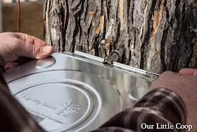 tap my tree maple tree sap bucket lid how to