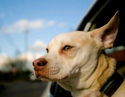 Funny Dog Faces at 50 MPH Seen On www.coolpicturegallery.us