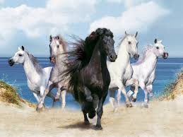 Best Horse HD Free Photos Download.22