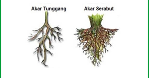 Mengenal Jenis-Jenis Akar Pada Tumbuhan (Tunggang dan Serabut)