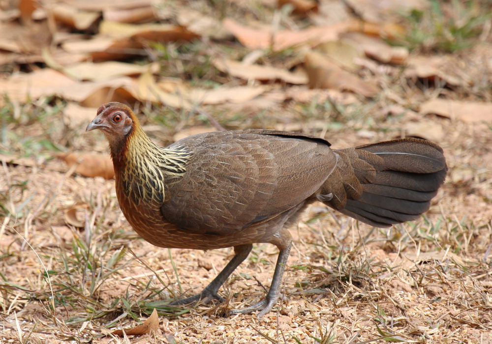 Gambar Mengenal Lebih Dekat Ayam  Hutan Hijau Habitat  