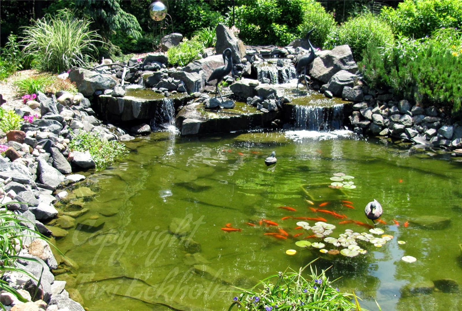 Koi CAN Survive a Minnesota Winter in the Backyard Pond!