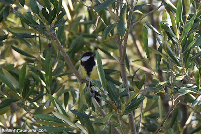 Mallerenga carbonera (Parus major)