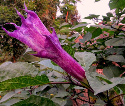 PURPLE FLOWER