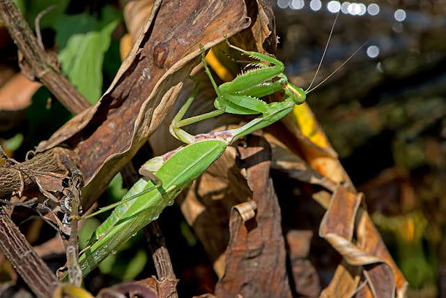 Hierodula grandis the Giant Indian Mantis