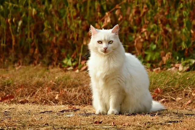 white cat name and Pictures