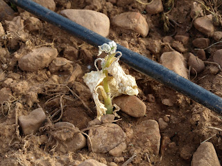 Pepino Marketmore dañado por bajas temperaturas