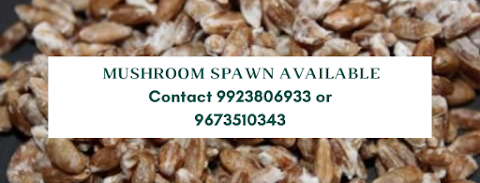 Buy Mushroom Spawn online from Biobritte Agro | Biobritte cart