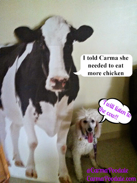 Carma Poodale and a cow