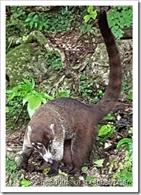 Coatimundi