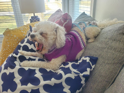 small white dog with curly hair and long ears yawning widely while spread out over multiple pillows