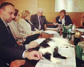 Funny cats - part 80 (40 pics + 10 gifs), cat sleeps in meeting desk
