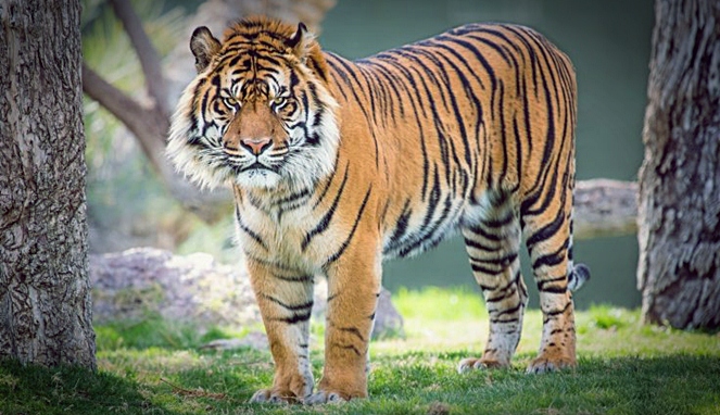Deskripsi Tentang Harimau Dalam Bahasa Inggris 
