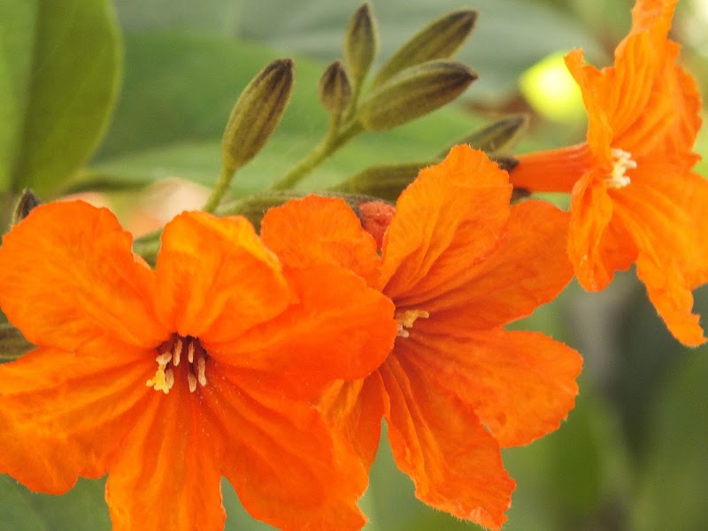 16+ Top Inspirasi Orange Tree Flowers Name