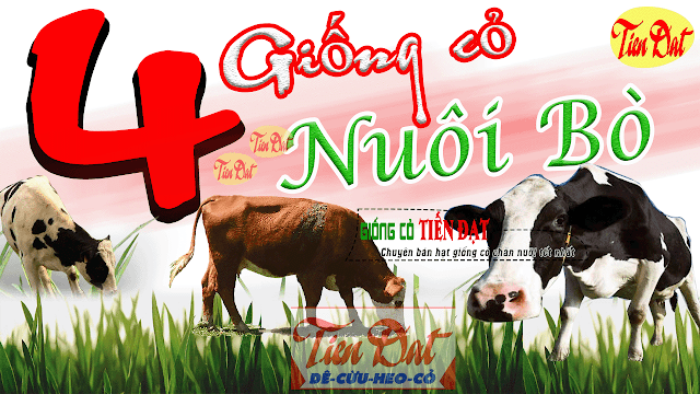 Top 4 loại giống cỏ nuôi bò tốt nhất HIỆN NAY