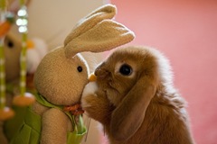 bunnykiss