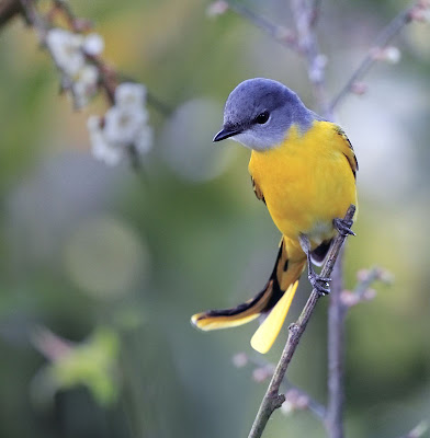 bird photograph with shallow depth of field