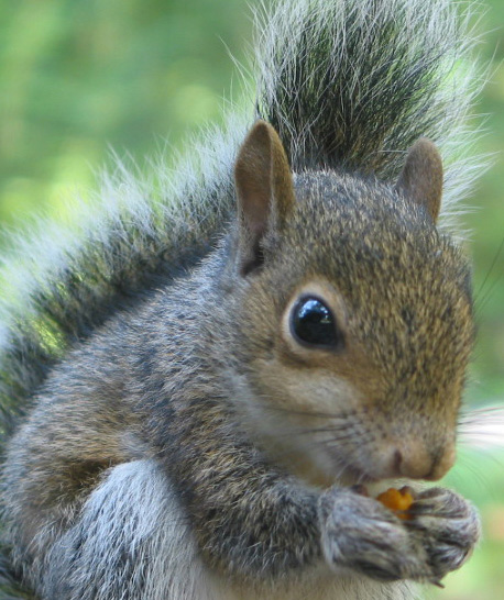 Flaming squirrel ignites car in Bayonne