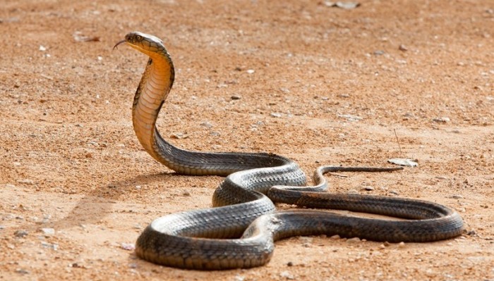 Gambar Ular Cobra Terbaru