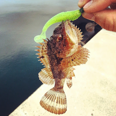 shad et leurres souples pour le rockfishing et le street fishing