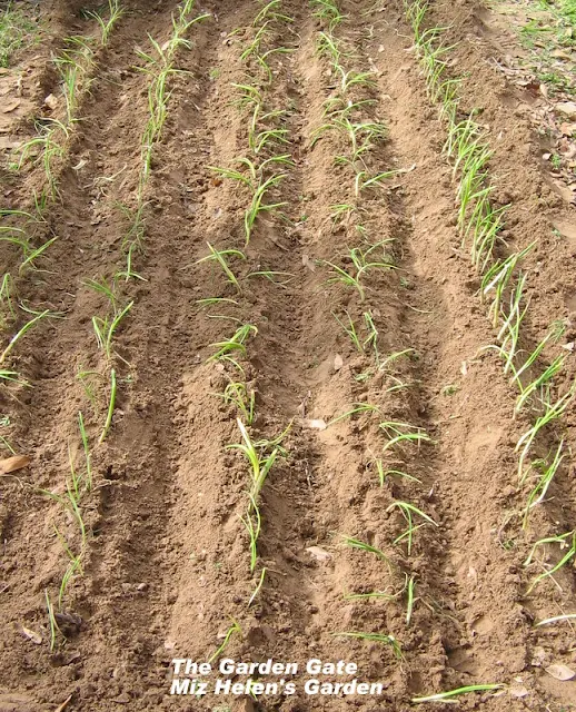 Knee Deep In Onions at Miz Helen's Country Cottage