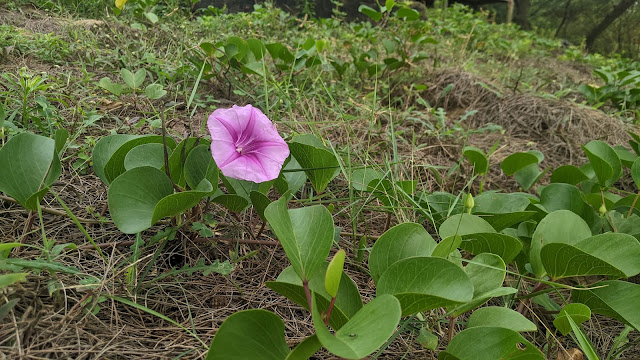 DỤC KĀMĀ