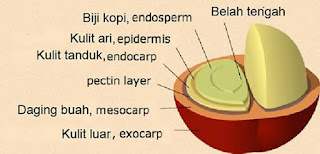 anatomi buah kopi