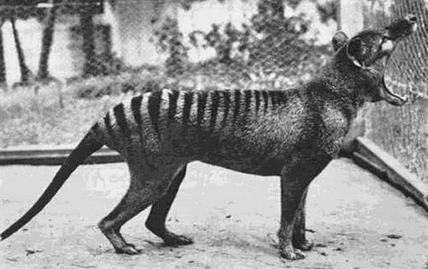 Rarest Historical Photos, That you can Never Forget. - The last photograph of Tasmanian Tiger (Extinct species Now). Photographed taken in 1933