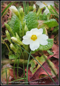 signs of spring - yellow primrose