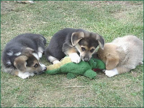 Cute dogs - part 3 (50 pics), three puppies vs stuffed dinosaur