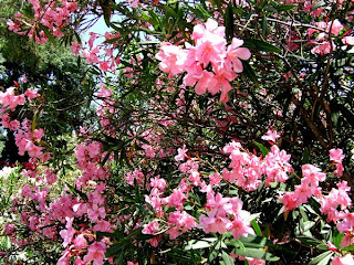 Montpellier, jardin botanique