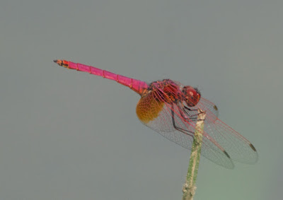 Trithemis aurora