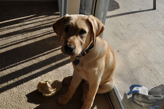 Bob sitting with his back against the patio door, he has his knuckle bone at his feet and is looking at me from an angle