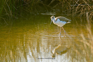 Wildlifefotografie Neretva Delta Stelzenläufer Olaf Kerber