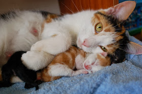 Funny cats - part 88 (40 pics + 10 gifs), mommy cat with her newborn kitten