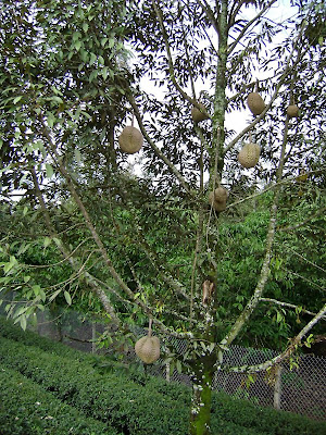 Durian Tree