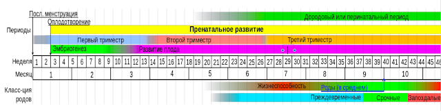 Периоды внутриутробного развития плода