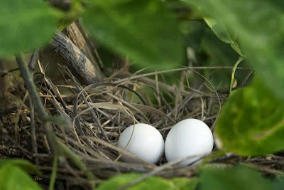 Mourning Dove Eggs