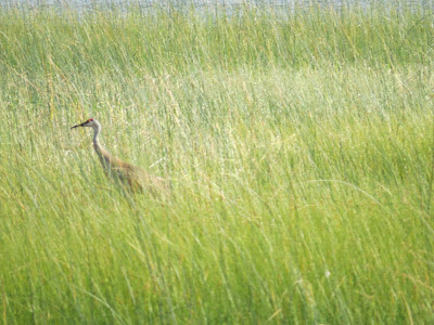 Sandhill Crane Bruce Trail hiking path Ontario.