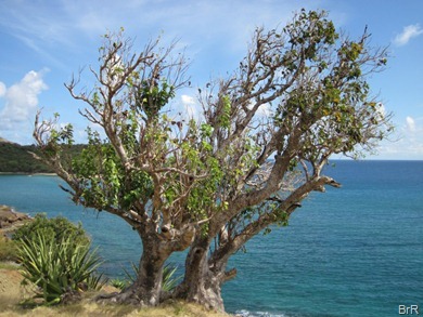 Baum_mit_Aussicht